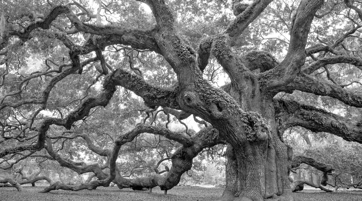 An ancient Angel Oak tree towers over the surrounding forest